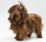 Photo Tsvetnaya Bolonka