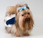 Photo Tsvetnaya Bolonka