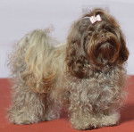 Photo Tsvetnaya Bolonka