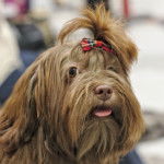 Photo Tsvetnaya Bolonka