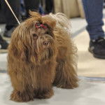 Photo Tsvetnaya Bolonka