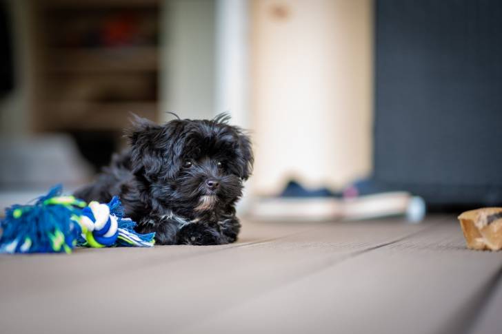 Photo Tsvetnaya Bolonka