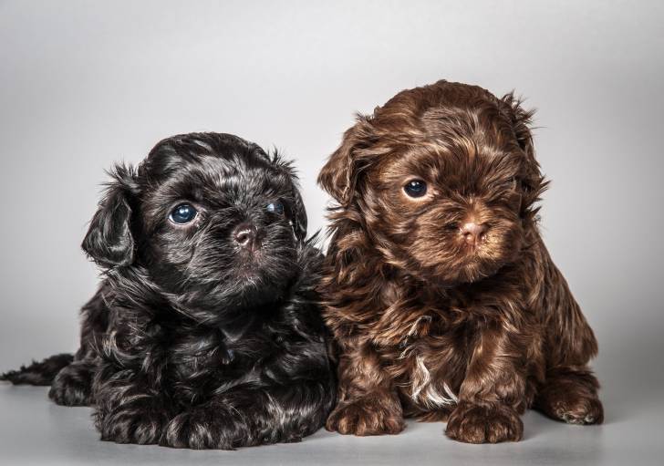 Photo Tsvetnaya Bolonka