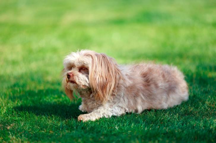 Photo Tsvetnaya Bolonka