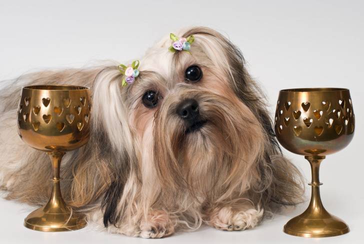 Photo Tsvetnaya Bolonka