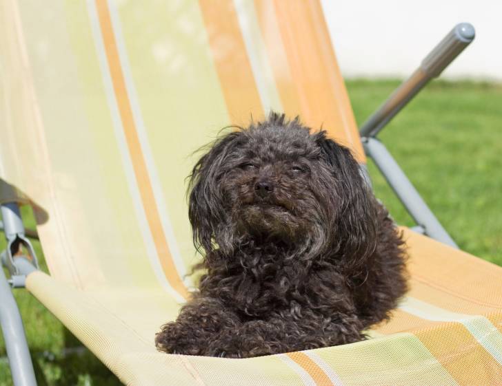 Photo Tsvetnaya Bolonka