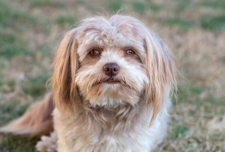 Photo Tsvetnaya Bolonka