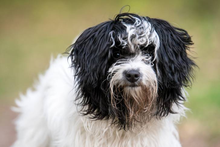 Un Tsvetnaya Bolonka noir et blanc