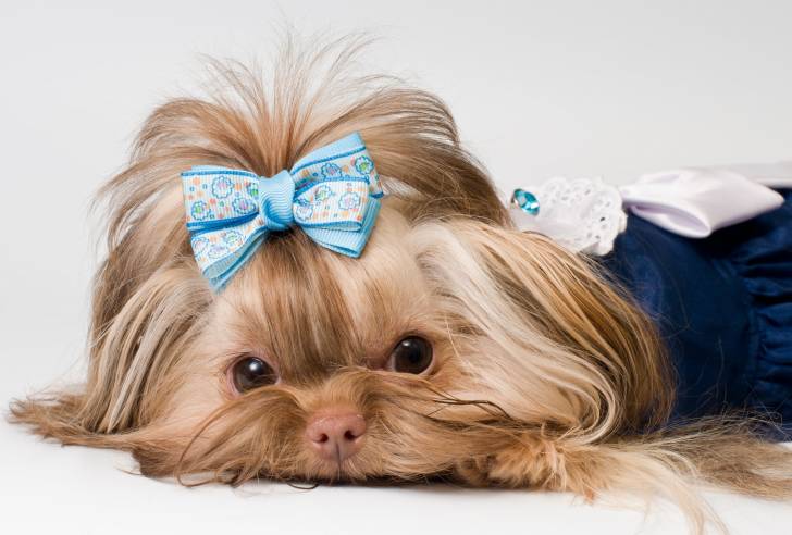 Photo Tsvetnaya Bolonka