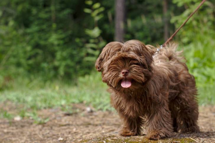 Le Tsvetnaya Bolonka