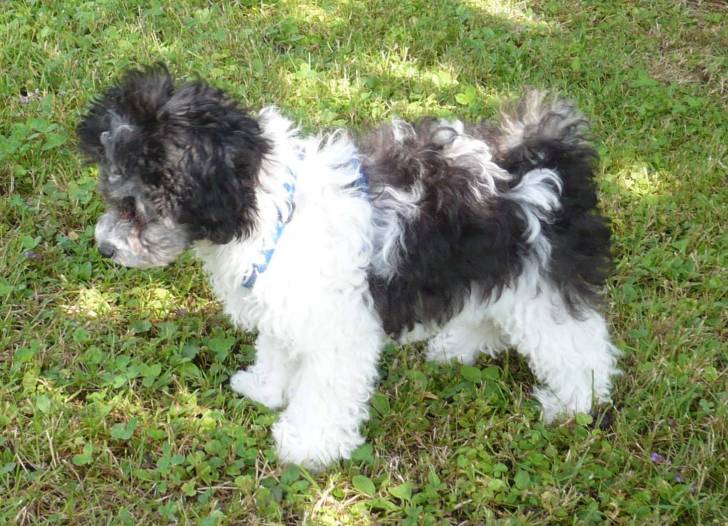 Photo Tsvetnaya Bolonka