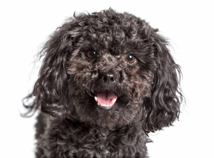 Photo Tsvetnaya Bolonka