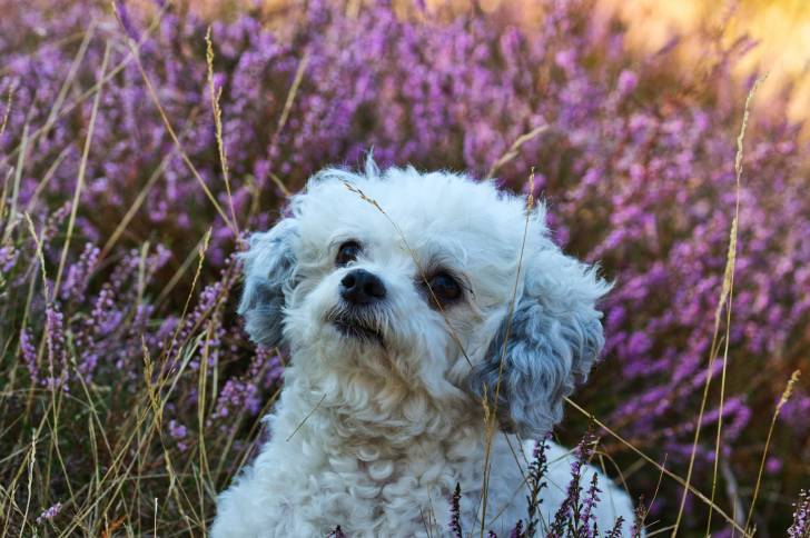 Photo Tsvetnaya Bolonka