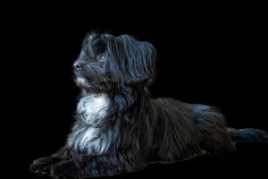 Un Tsvetnaya Bolonka sur fond blanc