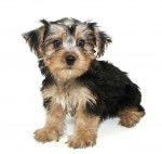 Photo Morkie