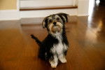 Photo Morkie