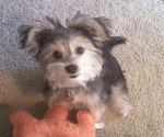 Photo Morkie