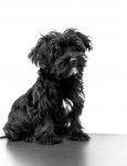 Photo Morkie