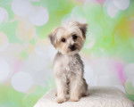 Photo Morkie