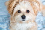 Photo Morkie