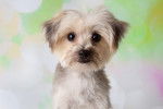 Photo Morkie