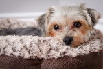 Photo Morkie
