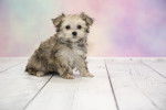 Photo Morkie