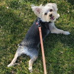 Un Morkie allongé sur une surface gazonnée et qui est tenu en laisse 