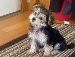 Un Morkie assis sur un tapis