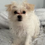 Un Morkie assis et regardant vers la caméra 