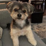 Un Morkie assis sur un canapé 