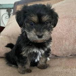 Un chiot Morkie assis sur un canapé et regardant vers la caméra 