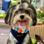 Un Morkie tirant la langue et portant un harnais 