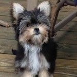 Un Morkie assis sur un plancher  