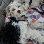 Un Morkie regardant vers la caméra et portant un harnais 