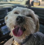 Un Morkie portant un collier autour du cou et tirant la langue 