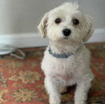 Un Morkie assis sur un tapis et portant un collier autour du cou