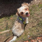 Un Morkie assis sur un terrain herbeux et tenu en laisse 