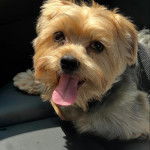 Un Morkie tirant la langue 