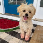 Un Morkie assis devant une porte tirant la langue et portant un collier autour du cou