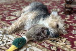Un Morkie allongé sur un tapis et semblant dormir 