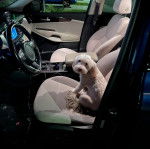 Un Morkie assis sur le siège d'un véhicule et regardant vers la caméra 