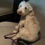 Un Morkie assis sur le siège d'une voiture et qui est tenu en laisse 