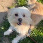 Un Morkie allongé sur une surface gazonnée et qui est tenu en laisse 