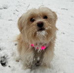 Un Morkie assis sur une surface enneigée et portant un harnais 