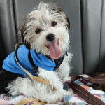 Un Morkie assis, portant un habit pour chien et tirant la langue 