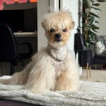 Un Morkie assis et portant un collier autour du cou