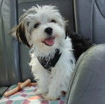 Un Morkie dans une voiture et portant un harnais 