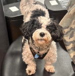 Un Morkie sur une chaise et portant un harnais 