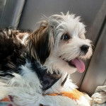 Un Morkie tirant la langue et portant un harnais 